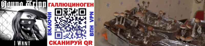 Псилоцибиновые грибы Psilocybe  Дорогобуж 